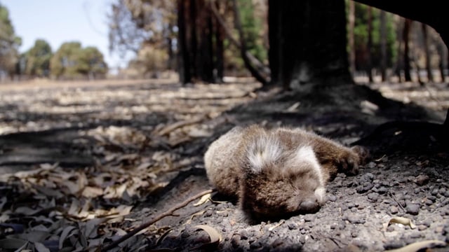  Extreme Waldbrände bedrohen die Tierwelt