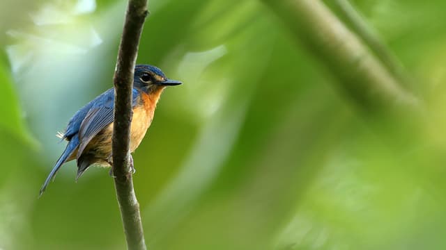  Neue Singvogelarten auf fernen Inseln entdeckt