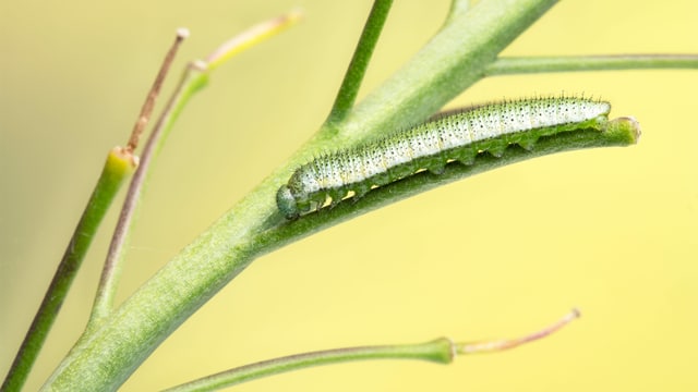  Pflanzen erkennen Raupen an ihren Kaugeräuschen