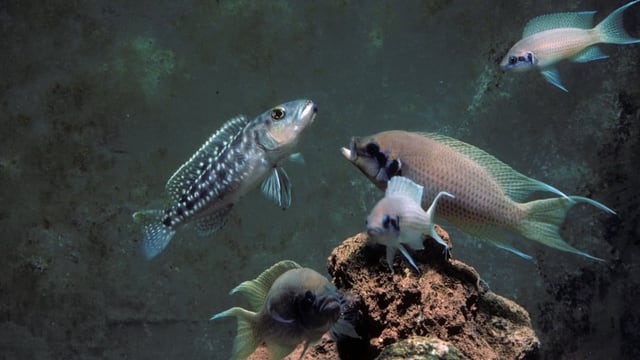  Fische verhalten sich in der Gruppe ähnlich wie Menschen