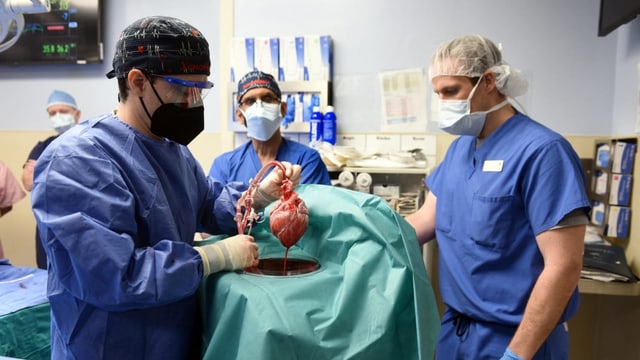  Geglückte Transplantation: «Schweine sind vom Gewicht her ideal»