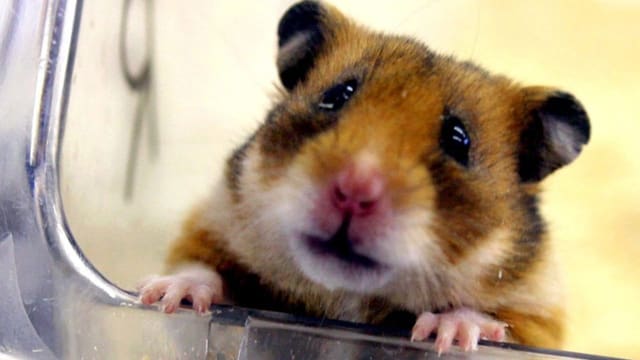  Regierung will Import-Hamster töten – und stösst auf Widerstand