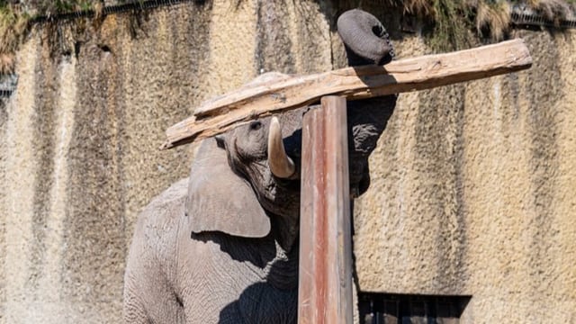  Elefant balanciert Baumstamm und begeistert das Internet