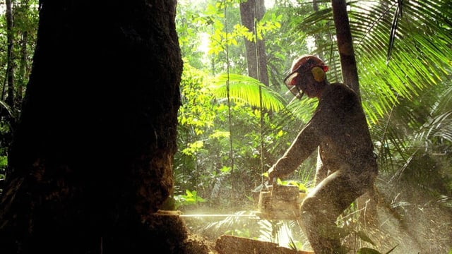  Amazonas-Abholzung in Brasilien erreicht erneut neuen Höchstwert