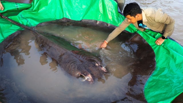  Grösster Süsswasserfisch der Welt im Mekong gefangen