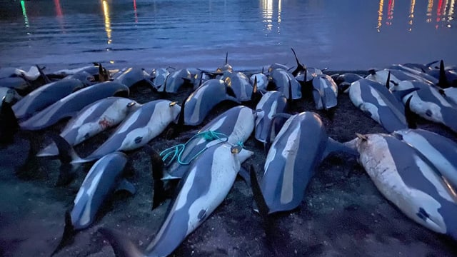  Jäger töten 100 Delfine auf den Färöer-Inseln