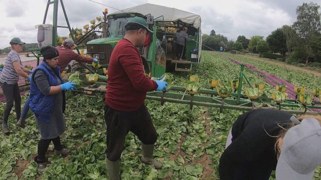  Fehlende ukrainische Helfer: Das britische Erdbeerproblem
