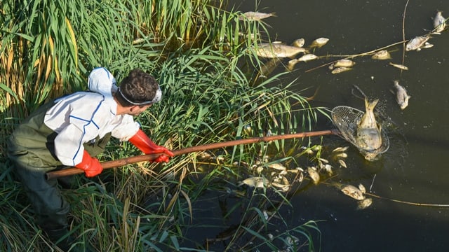  Deutsche melden 36 Tonnen tote Fische – Algen schuld?