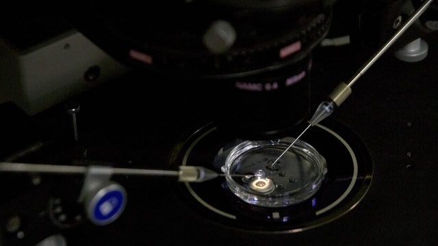 Synthetische Embryonen von Mäusen bis zu Tag acht gebracht
