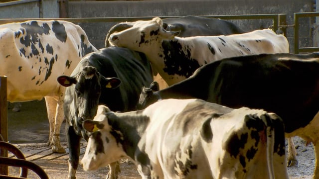  Wie Kühe von Klima-Killerinnen zu klimafreundlichen Wesen werden 