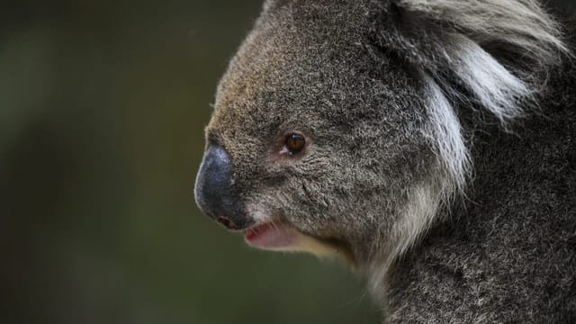  Australien will seine Koalas und Seelöwen retten