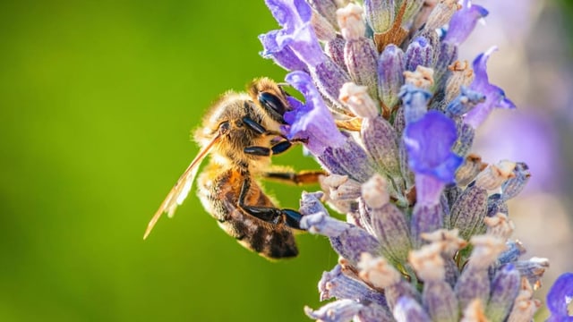  Von links nach rechts – wie Bienen Zahlen sortieren
