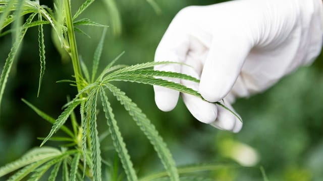  Deutschland beschliesst Eckpunkte für Cannabis-Legalisierung