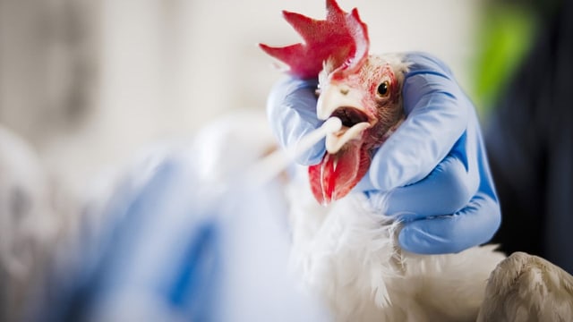  Vogelgrippe: Warum die Schweiz bisher glimpflich davonkam