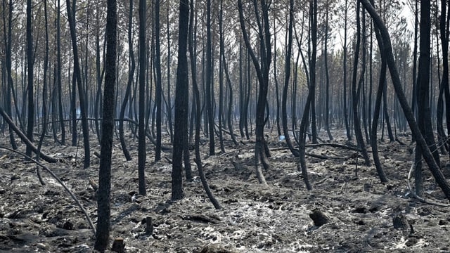  Auf verbrannter Erde soll ein neuer Wald wachsen