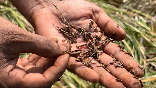  Indiens Bauern stehen vor einer zerstörten Ernte