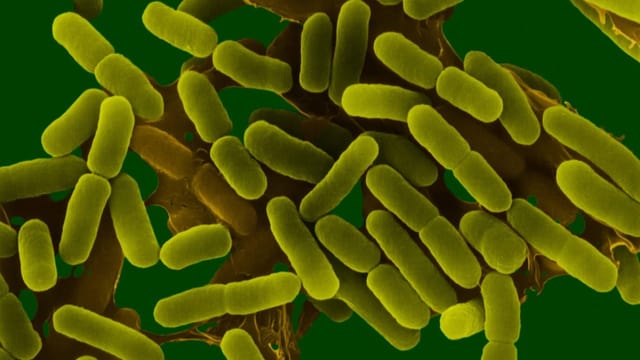  Wie Bakterien zu Krebs führen können