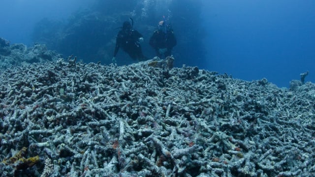  Australiens Barrier Reef droht «Rote Liste» der Welterbestätten