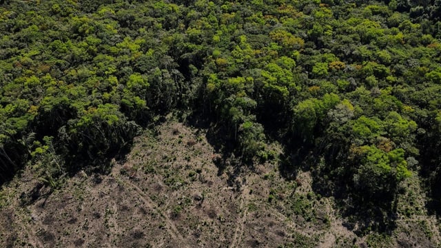  Erneut Rekordwert bei der Abholzung des Amazonas