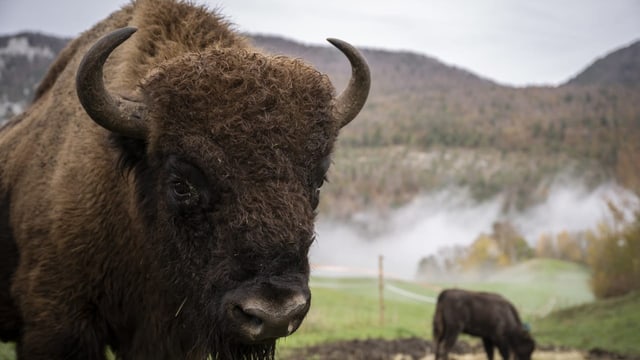  Sanftes Urrind – oder ein Wildtier zu viel?