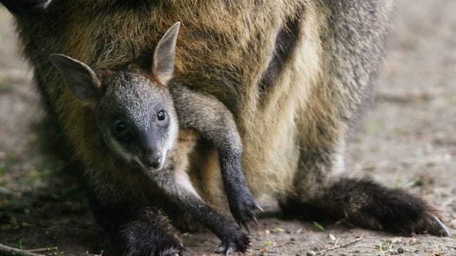  Känguru-Babyboom in Australien setzt Nutztieren zu