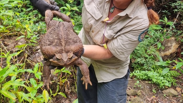  So schwer wie ein Baby: Riesen-Kröte in Australien entdeckt