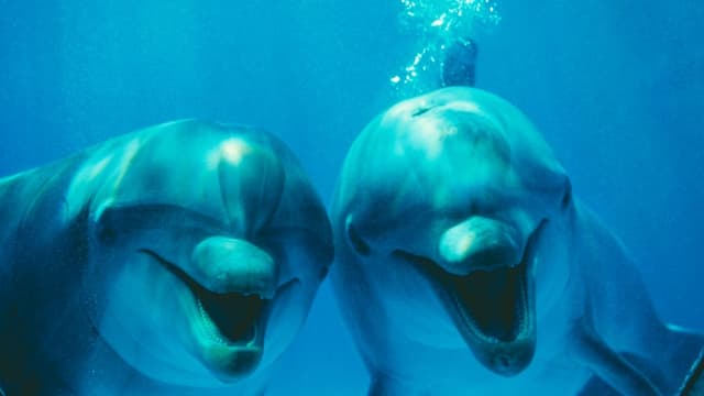  KI sei Dank: Können wir bald mit Delfinen diskutieren?