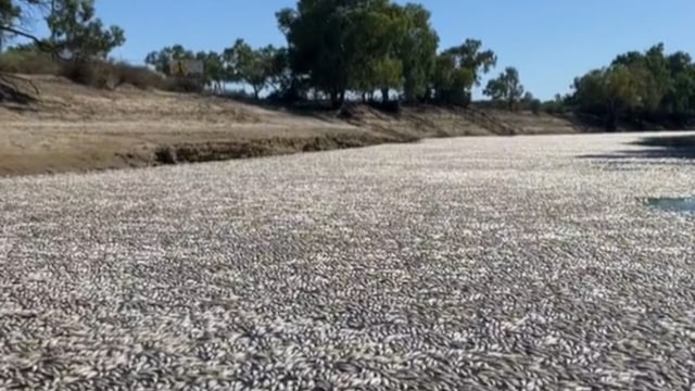  Millionen tote Fische verstopfen australischen Fluss