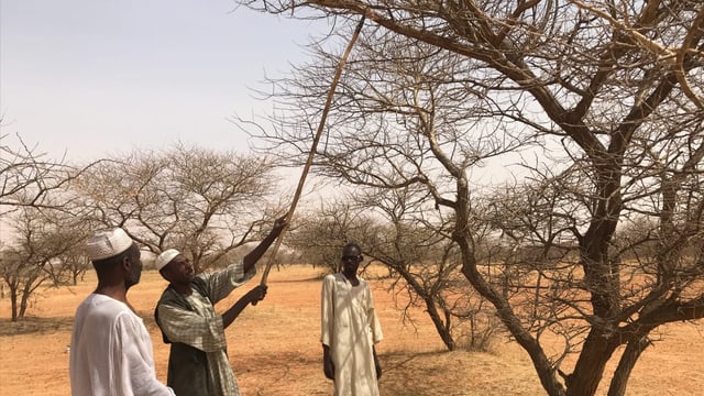  Gummiarabikum – das Wundermittel aus dem Sudan