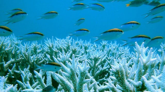 «Wir erwarten eine noch stärkere Erwärmung der Ozeane»
