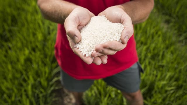  Klimawandel bedroht den Reisanbau