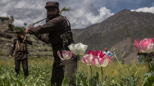  BBC-Recherche: Taliban stoppen Opium-Anbau in Rekordzeit