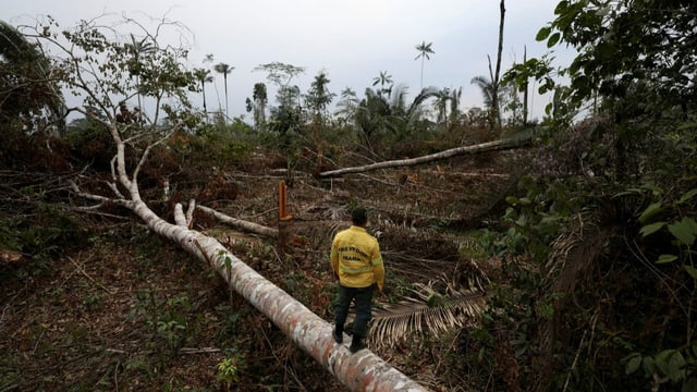  So wollen Länder die Wälder retten – die Übersicht