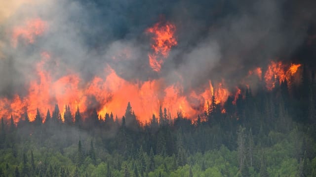 Wieso Kanada so stark von Waldbränden betroffen ist