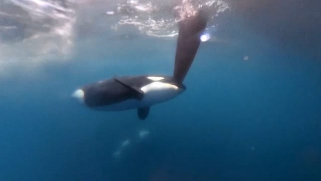  Schwertwale greifen zwei Regatta-Jachten an – keine Verletzten