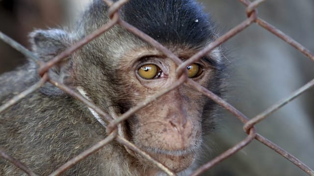  Globales Netzwerk liess Baby-Affen foltern
