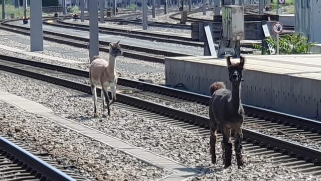  Ausgebüxte Lamas legen Wiener Bahnstrecke lahm