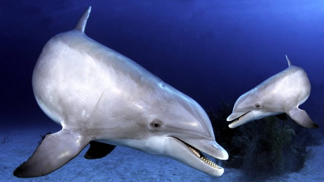  Auch Delfine nutzen Babysprache