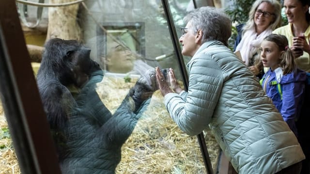  Zoodirektor: «In einer idealen Welt gäbe es keine Zoos»