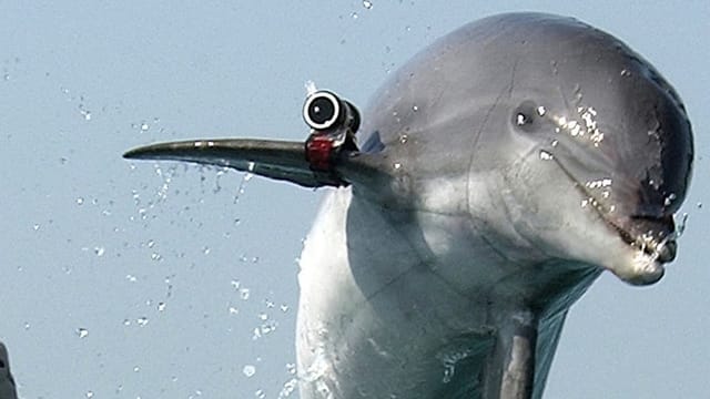  Kampfdelfine im Hafen von Sewastopol?