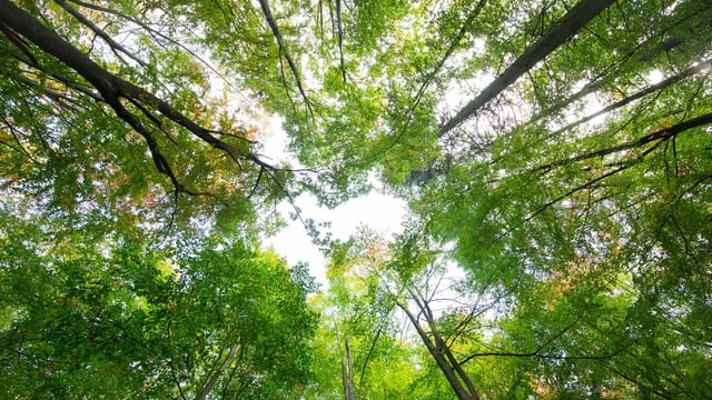  Bäume und Klima: Die schwierige Suche nach dem Wald der Zukunft