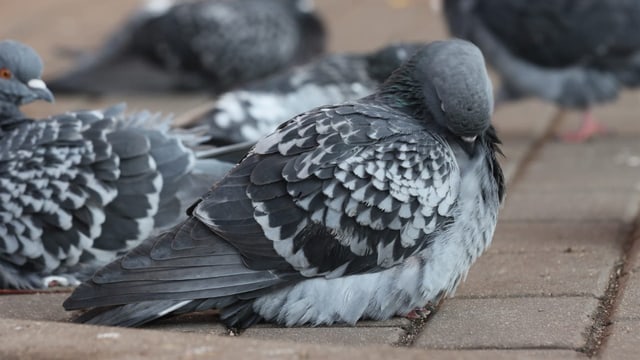  Wenn Tauben träumen: Ähnliche Schlafmuster wie beim Menschen