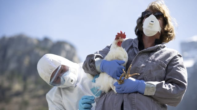  Vogelgrippe bei Säugetieren könnte dem Menschen gefährlich werden