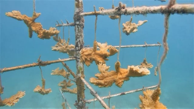  So sollen die Korallenriffe vor Florida gerettet werden
