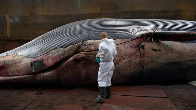  Was tote Wale mit unseren Korsika-Ferien zu tun haben