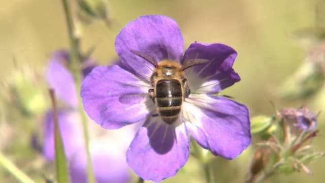  Dunkle Biene: Wildtier oder Nutztier?