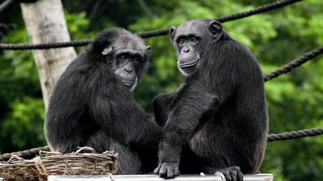  Lernen wir Schimpansen mit künstlicher Intelligenz besser kennen?