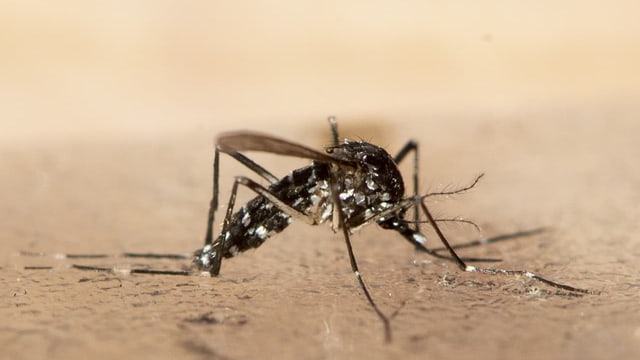  Das Dengue-Fieber breitet sich weiter aus