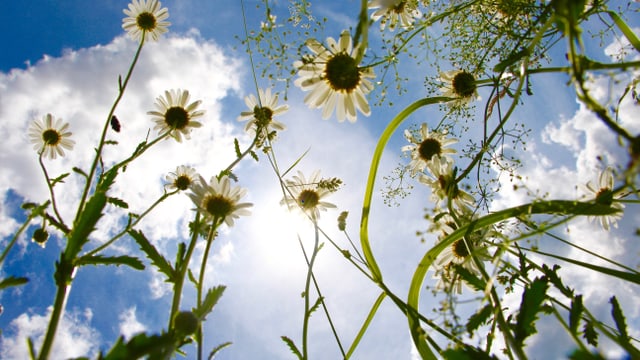  Blumenwiese richtig mähen – für mehr Artenvielfalt