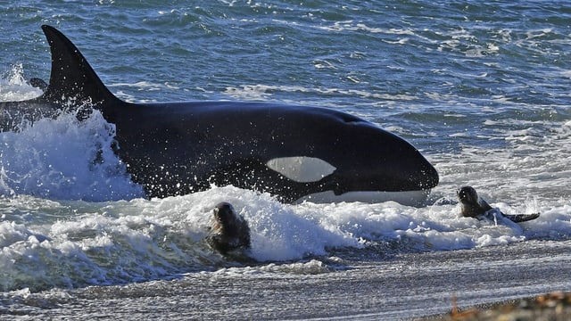  Orcas rammen vermehrt Segelboote – was steckt dahinter?